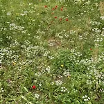 Kalemi * Marmara Adasi