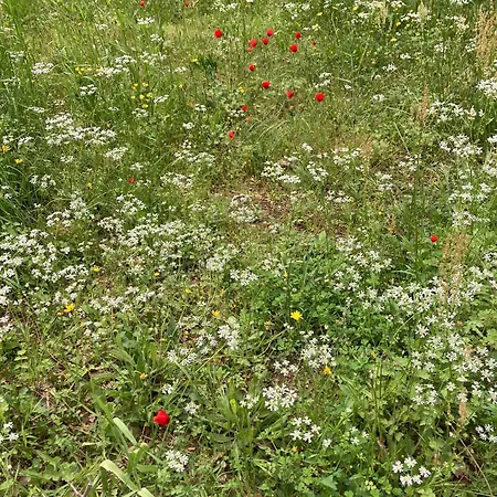 Kalemi * Marmara Adasi