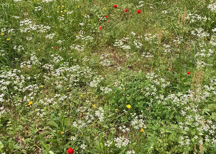 Kalemi * Marmara-Insel